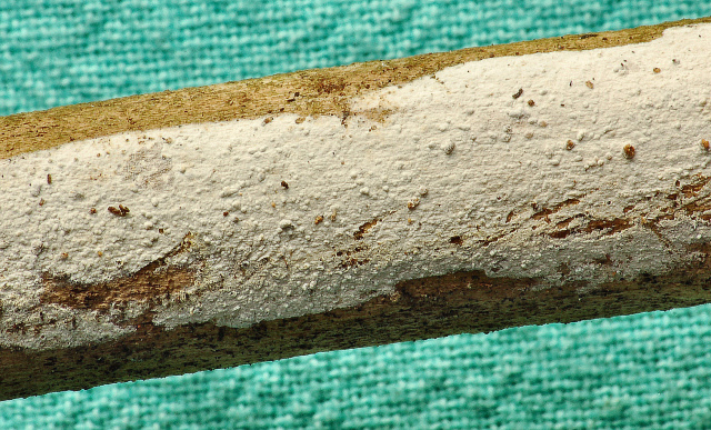 Hyphoderma sambuci